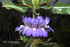 Hygrophila auriculata